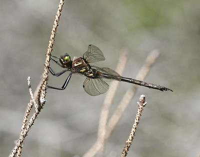 Hine's Emerald Dragonfly On Brown Foliage